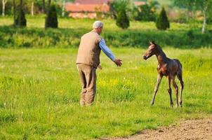 Horses in field photo