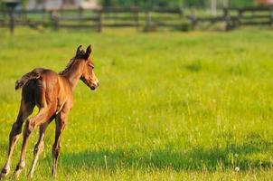 Horses in field photo