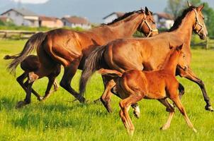 caballos en el campo foto