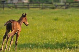 Horses in field photo