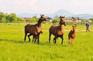 Horses in field photo