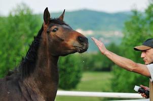 fotógrafo y caballo foto