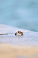 crawfish on sand photo