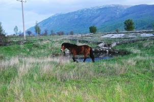 Horses in field photo