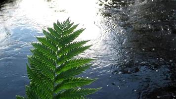 big fern leaves by the creek video