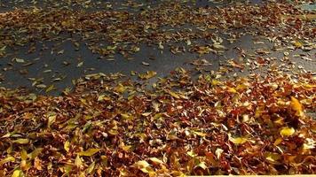 calle de otoño, hojas de ceniza volando video