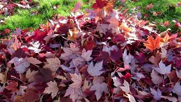 verzamelen gedaald esdoorn- bladeren met een tuin hark, herfst in Canada video