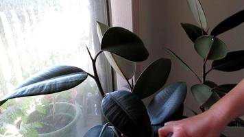 cleaning rubber tree leaves by the window video