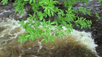 feuilles vertes, eau courante rapide, ruisseau video