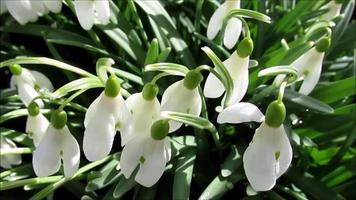 perce-neige, fleurs blanches au début du printemps video
