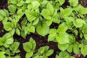 Beautiful green leaves of plantsin a european garden. photo