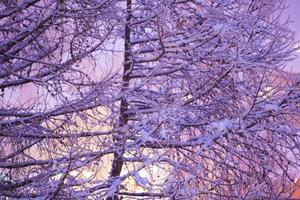 ramas de árboles cubiertas de nieve fresca foto