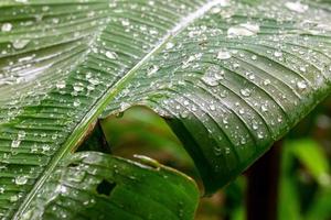 Banana leaf swinging in rainy day with water dropping down to the surface photo