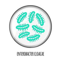 The human microbiome of enterobacter cloacae in a petri dish. Vector image. Bifidobacteria, lactobacilli. Lactic acid bacteria. Illustration in a flat style.