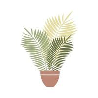 House tropical plant in pot isolated on white background. vector