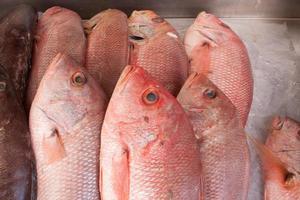 Pargo rojo recién capturado en hielo a la venta en un mercado de pescado local en Brasil foto