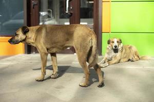 Two stray dogs on street in summer. Pets without owners. photo