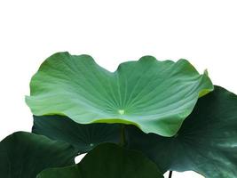 Isolated waterlily or lotus plants with clipping paths. photo