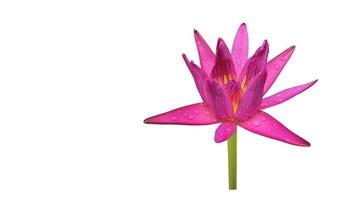 Isolated waterlily or lotus flower with clipping paths. photo