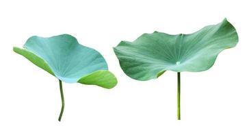 Isolated waterlily or lotus plants with clipping paths. photo