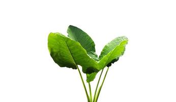 Isolated colocasia morning dew leaf and colocasia milky way leaf with clipping paths. photo
