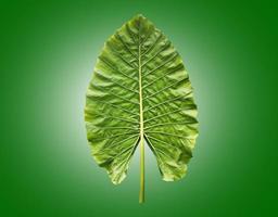 Isolated colocasia morning dew leaf and colocasia milky way leaf with clipping paths. photo