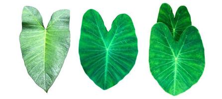 Isolated colocasia morning dew leaf and colocasia milky way leaf with clipping paths. photo