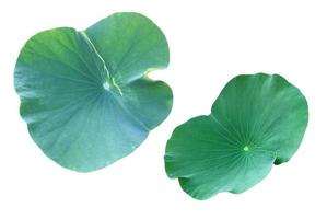 Isolated waterlily or lotus plants with clipping paths. photo