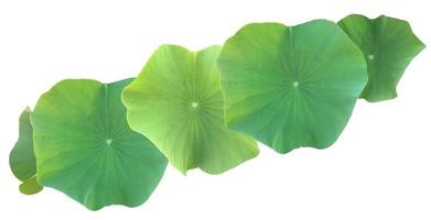 Isolated waterlily or lotus plants with clipping paths. photo