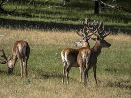 European deer portrait in summer photo