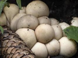 hongo lycoperdon pyriforme en el bosque foto