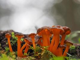 CRATERELLUS CORNUCOPIOIDES mushroom photo