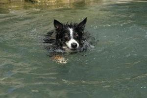 border collie jugando en el rio foto