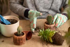 female hands in gloves hold a blue watering can and water a newly transplanted succulent photo