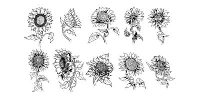 girasol vector set colección diseño gráfico