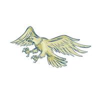 Bald Eagle Swooping Etching vector