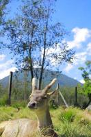 A female deer who is relaxing in the grass while enjoying the gentle breeze photo