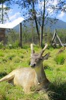 A female deer who is relaxing in the grass while enjoying the gentle breeze photo