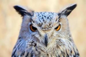 owl eye detail close up macro photo