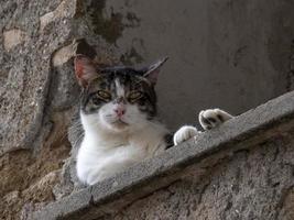 cat at the window relaxing in rome looking at you photo