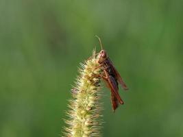 Dead Cricket on a flower macro photo