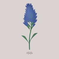 Alfalfa, medicago sativa herbaceous plant with blue flowering. vector