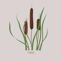 Cattail, bulrush marsh grass, swamp cane with green leaves. vector