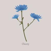 cichorium intybus, planta herbácea de achicoria con flores azules. sustituto del café de achicoria, una planta útil sobre un fondo gris. vector