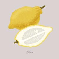 Yellow citron and citron slice, icon isolated on grey background. vector