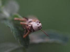 Dead Cricket on a flower macro photo