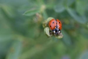 A small red ladybug, a seven-spot, sits on a branch with green leaves against a green background in nature photo