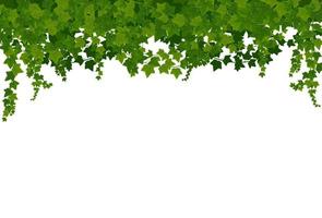 Ivy lianas background with green leaves, frame vector