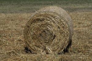 harvested hay ball in the field in summer photo