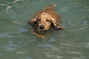 cocker spaniel playing in the river photo